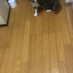 夜ジムは！ニャンズの何の戦いなんだろう動画！の画像