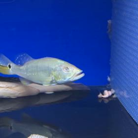 愛知県のお客様に激レアなプラチナキクラご成約頂きました！の画像