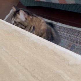 ねこの日の画像