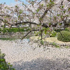 長崎県大村市の花筏とゴールデンウィークのご案内の画像