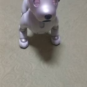 愛犬機嫌よしの画像