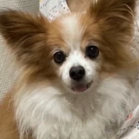 I love you Mommyの画像