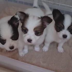 子犬ちゃんの動画ですの画像