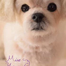 ミックス犬オーダー作品の動画ですの画像