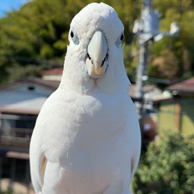 オウムとお散歩の画像