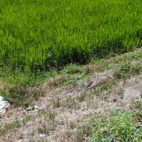 夏から秋への画像