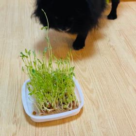 2025年3月27日　豆苗　2の画像