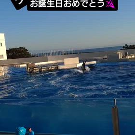 今日は、シャチのランちゃん20歳の誕生日(^o^)の画像