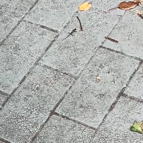 ヒガシニホントカゲの画像