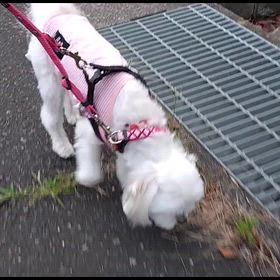 三連休のおさんぽの画像