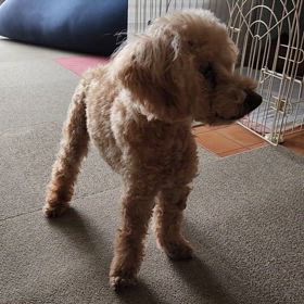 腫瘍が小さくなってるそうですの画像