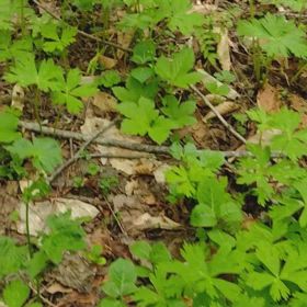 ニリンソウのかき揚げが旨い！の画像