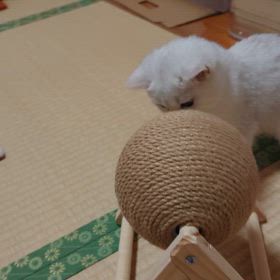 パパちゃんからのプレゼント①の画像