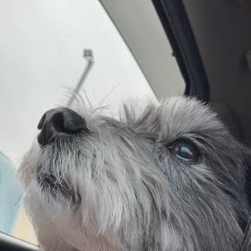 そんなに鳴かんでも…の画像