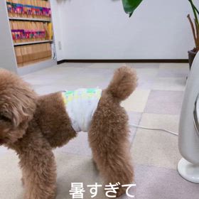 飽きる犬の画像