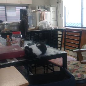 猫 3匹 朝の風景の画像