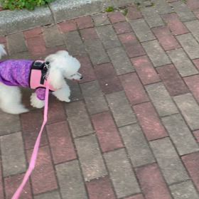 飛ぶおばぁの画像