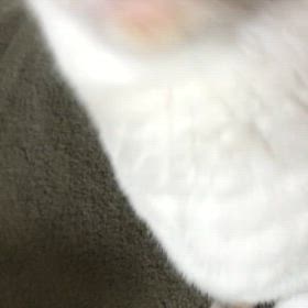 起きたにゃー　ご飯ご飯の画像