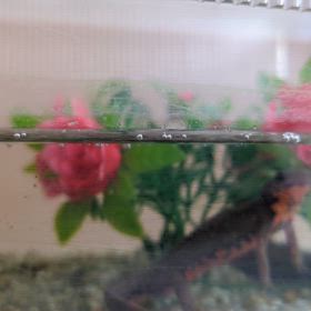 今日のイモリ  ②の画像