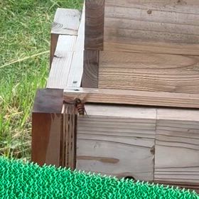 今年も厄介者がの画像