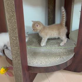 今の私は、家が好き過ぎるの画像