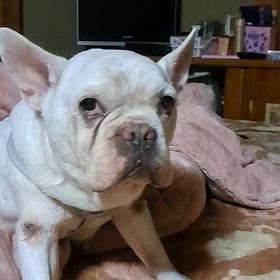 イブキ君とゆらはちゃんの画像