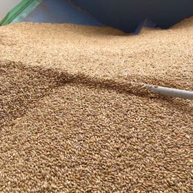 もち絹香の画像