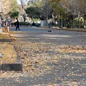 県駅伝最終選考会(女子スタート→近藤さんゴール)の画像