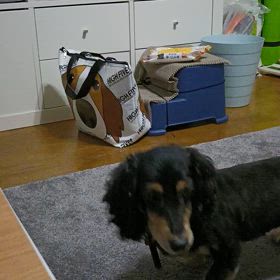 保護犬とお手の画像