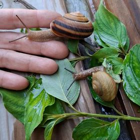 ナナジマイマイ　オマジナイの画像