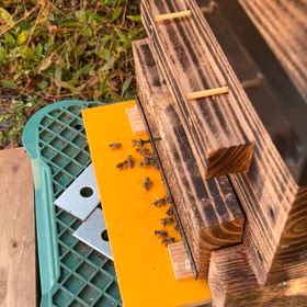 日本蜜蜂の冬籠りの前の画像