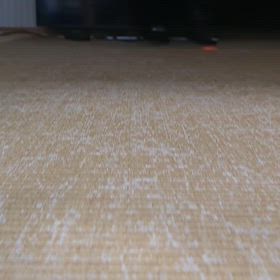 今日のネコの画像