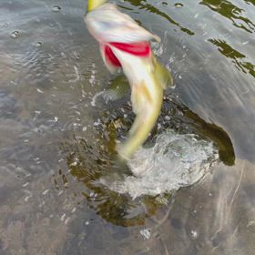 立体感ある写真出来たの画像