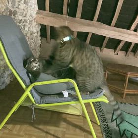 悪ガキ兄妹の健康状態の画像