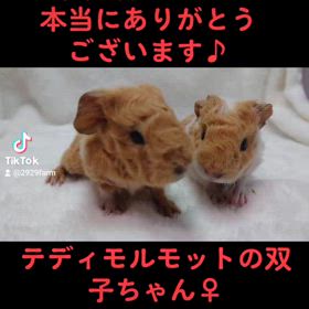 テディモルモット ご予約頂きました♪の画像