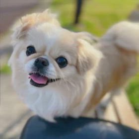 たれちゃんも「あぱーつあぱつ」やってみたの画像