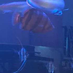 お客様からパンパまん丸 シャムタイガー動画頂きました！の画像