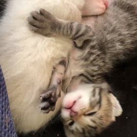 みんなの成長録の画像