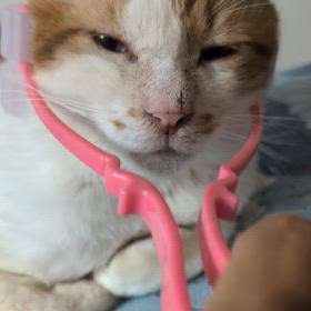 どうしましょう可愛いでしょの画像