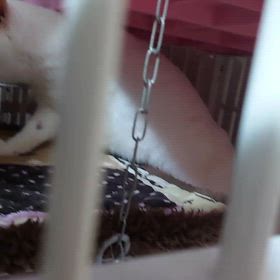 凛ちゃん、お疲れ様の画像