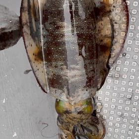 【ティップラン釣行！w】の画像