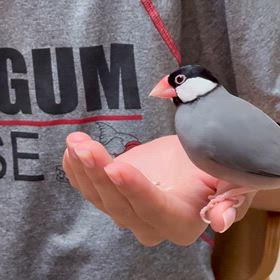 私のおやつ取るなーの画像