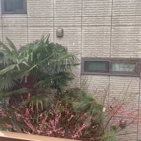 ホワイトひな祭りの画像