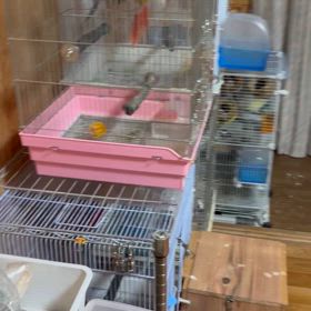 鳥部屋〜の画像