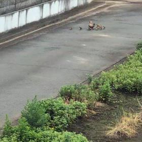 カルガモの親子の画像