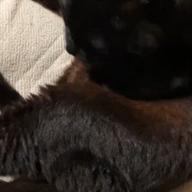 母の認知症の画像