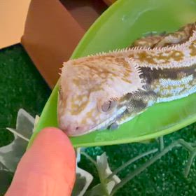 神楽くん19 ちょっと嬉しいの画像