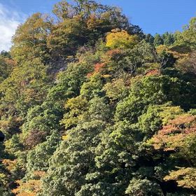 彩りに癒されますの画像