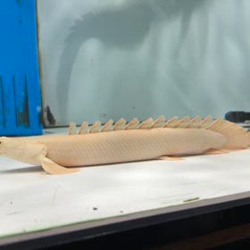 一宮市のお客様に極上ビッグサイズ蜃気楼ご成約頂きました！の画像