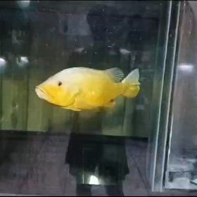 超激レア！ピーコック史上最高額のヤバイ魚！買い付け！の画像